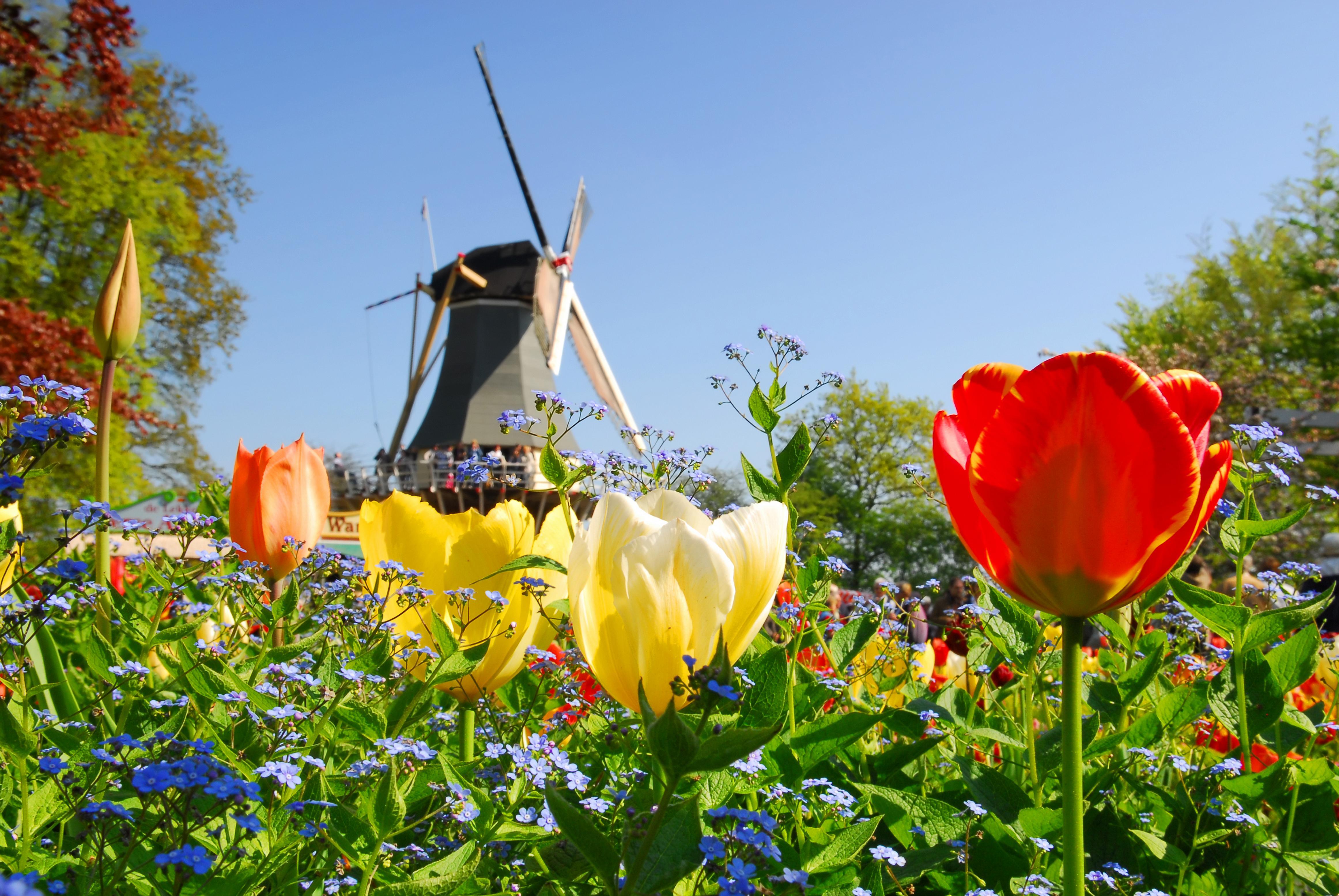 Holland and Belgium's Tulips Country Travel DISCOVERIES